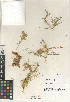  (Cuscuta californica - CCDB-24964-B05)  @11 [ ] CreativeCommons - Attribution Non-Commercial Share-Alike (2015) SDNHM San Diego Natural History Museum