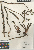  ( - CCDB-24964-C03)  @11 [ ] CreativeCommons - Attribution Non-Commercial Share-Alike (2015) SDNHM San Diego Natural History Museum
