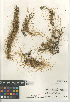  (Cuscuta californica californica - CCDB-24964-C05)  @11 [ ] CreativeCommons - Attribution Non-Commercial Share-Alike (2015) SDNHM San Diego Natural History Museum