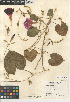  ( - CCDB-24964-C06)  @11 [ ] CreativeCommons - Attribution Non-Commercial Share-Alike (2015) SDNHM San Diego Natural History Museum
