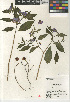  (Lycianthes rantonnetii - CCDB-24964-C11)  @11 [ ] CreativeCommons - Attribution Non-Commercial Share-Alike (2015) SDNHM San Diego Natural History Museum