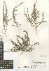 ( - CCDB-24964-D05)  @11 [ ] CreativeCommons - Attribution Non-Commercial Share-Alike (2015) SDNHM San Diego Natural History Museum