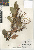  ( - CCDB-24964-D06)  @11 [ ] CreativeCommons - Attribution Non-Commercial Share-Alike (2015) SDNHM San Diego Natural History Museum