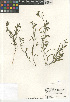  (Convolvulus simulans - CCDB-24964-E05)  @11 [ ] CreativeCommons - Attribution Non-Commercial Share-Alike (2015) SDNHM San Diego Natural History Museum