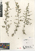  ( - CCDB-24964-E07)  @11 [ ] CreativeCommons - Attribution Non-Commercial Share-Alike (2015) SDNHM San Diego Natural History Museum