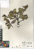  ( - CCDB-24964-F01)  @11 [ ] CreativeCommons - Attribution Non-Commercial Share-Alike (2015) SDNHM San Diego Natural History Museum
