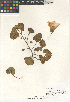  ( - CCDB-24964-F05)  @11 [ ] CreativeCommons - Attribution Non-Commercial Share-Alike (2015) SDNHM San Diego Natural History Museum