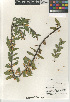  ( - CCDB-24964-F12)  @11 [ ] CreativeCommons - Attribution Non-Commercial Share-Alike (2015) SDNHM San Diego Natural History Museum