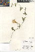  (Calystegia occidentalis - CCDB-24964-G05)  @11 [ ] CreativeCommons - Attribution Non-Commercial Share-Alike (2015) SDNHM San Diego Natural History Museum