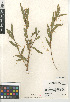  (Cuscuta indecora - CCDB-24964-G06)  @11 [ ] CreativeCommons - Attribution Non-Commercial Share-Alike (2015) SDNHM San Diego Natural History Museum