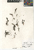  ( - CCDB-24964-H05)  @11 [ ] CreativeCommons - Attribution Non-Commercial Share-Alike (2015) SDNHM San Diego Natural History Museum