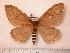 (Cerodirphia gualaceensis - BC-Her0318)  @14 [ ] Copyright (2010) Unspecified Research Collection of Daniel Herbin