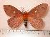  (Cerodirphia kattyana - BC-Her0319)  @14 [ ] Copyright (2010) Unspecified Research Collection of Daniel Herbin