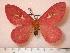  (Cerodirphia flammans - BC-Her0332)  @14 [ ] Copyright (2010) Unspecified Research Collection of Daniel Herbin
