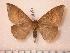  ( - BC-Her0333)  @14 [ ] Copyright (2010) Unspecified Research Collection of Daniel Herbin