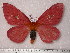  (Cerodirphia roseissima - BC-Her0348)  @14 [ ] Copyright (2010) Unspecified Research Collection of Daniel Herbin