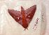  ( - BC-Her0483)  @13 [ ] Copyright (2010) Unspecified Research Collection of Daniel Herbin