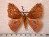  ( - BC-Her0598)  @13 [ ] Copyright (2010) Unspecified Research Collection of Daniel Herbin
