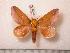  (Cicia crocata - BC-Her0634)  @14 [ ] Copyright (2010) Unspecified Research Collection of Daniel Herbin
