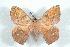  (Periga insidiosoides - BC-Her0736)  @13 [ ] Copyright (2010) Unspecified Research Collection of Daniel Herbin