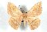 (Periga circleopoldina - BC-Her0749)  @15 [ ] Copyright (2010) Unspecified Research Collection of Daniel Herbin