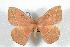  (Periga tungurahuensis - BC-Her0752)  @15 [ ] Copyright (2010) Unspecified Research Collection of Daniel Herbin