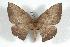  (Periga lobulata - BC-Her0763)  @13 [ ] Copyright (2010) Unspecified Research Collection of Daniel Herbin