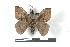  ( - BC-Her1337)  @13 [ ] Copyright (2010) Unspecified Research Collection of Daniel Herbin