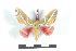  ( - BC-Her1382)  @13 [ ] Copyright (2010) Unspecified Research Collection of Daniel Herbin