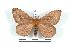  (Cerodirphia sp - BC-Her1464)  @14 [ ] Copyright (2010) Unspecified Research Collection of Daniel Herbin