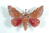  (Syssphinx colla - BC-Her1498)  @15 [ ] Copyright (2010) Unspecified Research Collection of Daniel Herbin