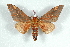  (Citheronia yucatana - BC-Her1513)  @13 [ ] Copyright (2010) Unspecified Research Collection of Daniel Herbin