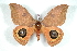  (Automeris altotridens - BC-Her1521)  @15 [ ] Copyright (2010) Unspecified Research Collection of Daniel Herbin