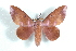  ( - BC-Her1544)  @14 [ ] Copyright (2010) Unspecified Research Collection of Daniel Herbin