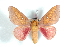  ( - BC-Her1575)  @13 [ ] Copyright (2010) Unspecified Research Collection of Daniel Herbin