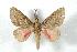  (Syssphinx thiaucourti - BC-Her1646)  @14 [ ] Copyright (2010) Unspecified Research Collection of Daniel Herbin