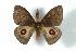  ( - BC-Her1886)  @14 [ ] Copyright (2010) Unspecified Research Collection of Daniel Herbin