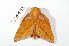  ( - BC-Her2056)  @12 [ ] Copyright (2010) Unspecified Research Collection of Daniel Herbin