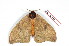  (Automeris moresca - BC-Her2058)  @14 [ ] Copyright (2010) Unspecified Research Collection of Daniel Herbin