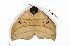  ( - BC-Her2071)  @12 [ ] Copyright (2010) Unspecified Research Collection of Daniel Herbin