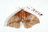  ( - BC-Her2155)  @13 [ ] Copyright (2010) Unspecified Research Collection of Daniel Herbin