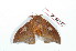  ( - BC-Her2158)  @12 [ ] Copyright (2010) Unspecified Research Collection of Daniel Herbin