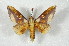  ( - BC-Her2222)  @11 [ ] Copyright (2010) Unspecified Research Collection of Daniel Herbin