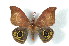  ( - BC-Her2237)  @15 [ ] Copyright (2010) Unspecified Research Collection of Daniel Herbin