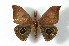  ( - BC-Her2239)  @14 [ ] Copyright (2010) Unspecified Research Collection of Daniel Herbin