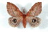  ( - BC-Her2245)  @11 [ ] Copyright (2010) Unspecified Research Collection of Daniel Herbin