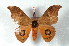  (Automeris lenarti - BC-Her2321)  @14 [ ] Copyright (2010) Unspecified Research Collection of Daniel Herbin