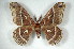  (Hyalophora mexicana - BC-Her2360)  @13 [ ] Copyright (2010) Unspecified Research Collection of Daniel Herbin