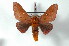  ( - BC-Her2382)  @15 [ ] Copyright (2010) Unspecified Research Collection of Daniel Herbin