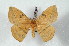 (Periga circpotensis - BC-Her2401)  @14 [ ] Copyright (2010) Unspecified Research Collection of Daniel Herbin